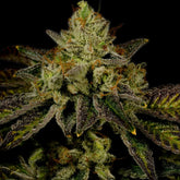 π Juicy Fruit Autoflower Seeds (100% off)